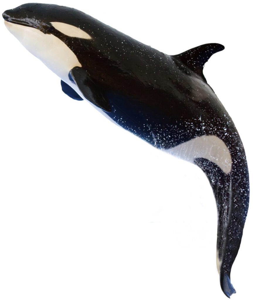 Whale2