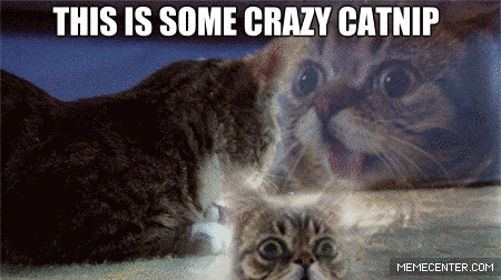 this-cat-is-called-lil-bub-and-he-is-getting-a-talk-show_o_2058077