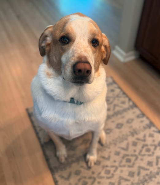 Picture of a white and blonde dog