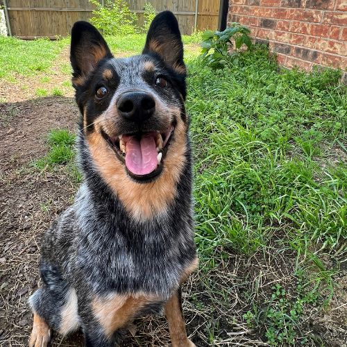 Dog sitting in grass
