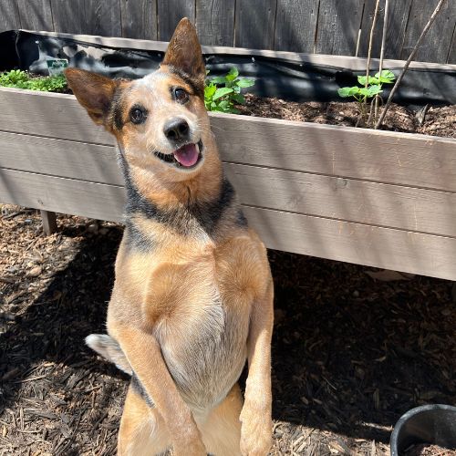 Dog standing on hind legs in front of raised garden bed