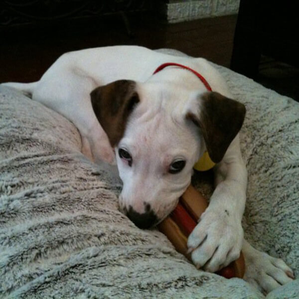 White puppy chewing on toy