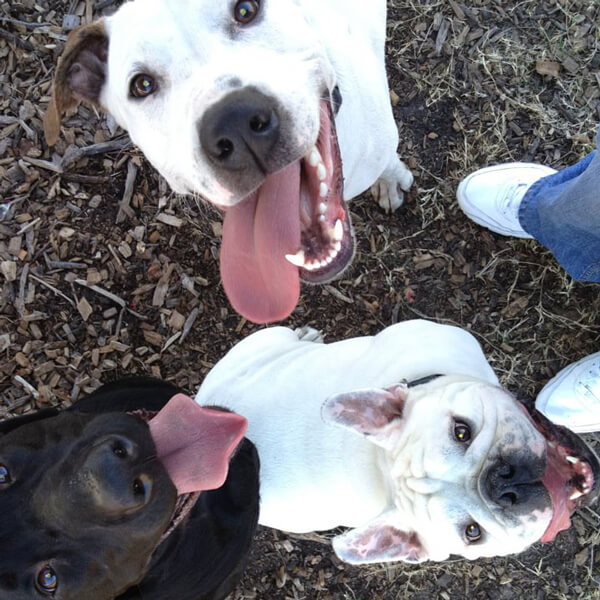 Three dogs looking at camera overhead