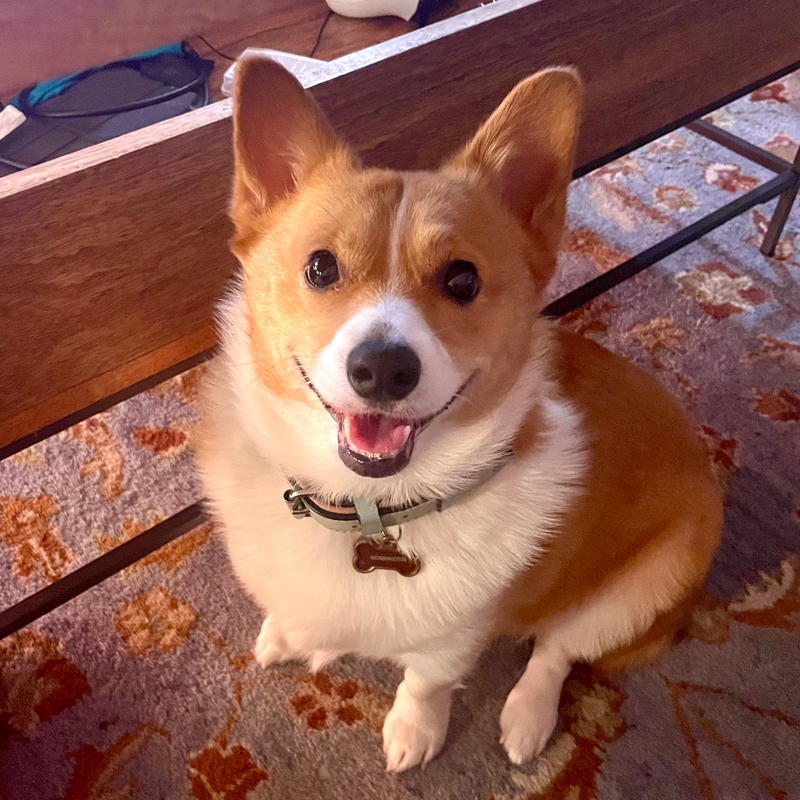 Tan and white corgi smiling at camera