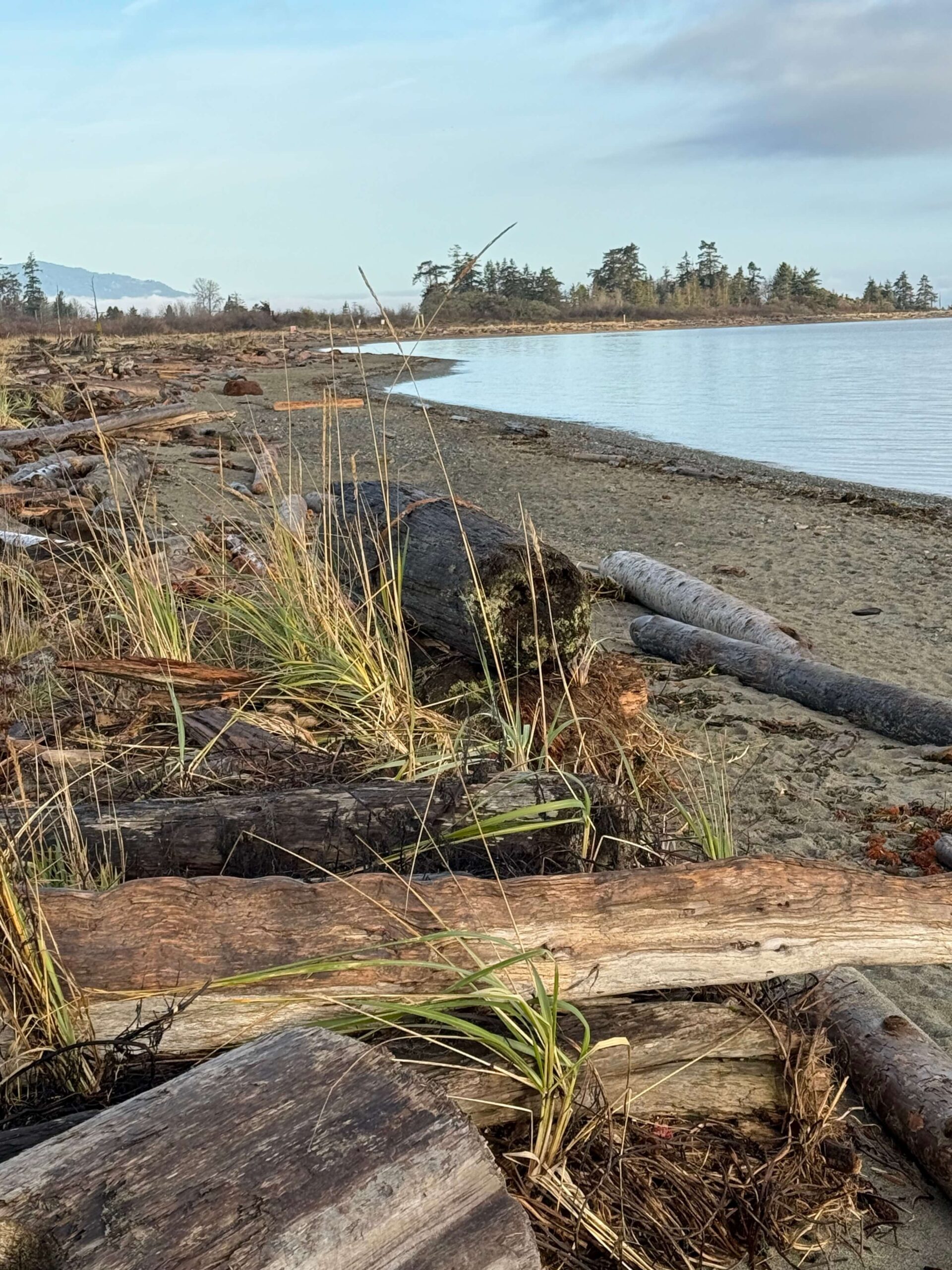 A photo of a beach with logs in the foreground, a rocky shore and water