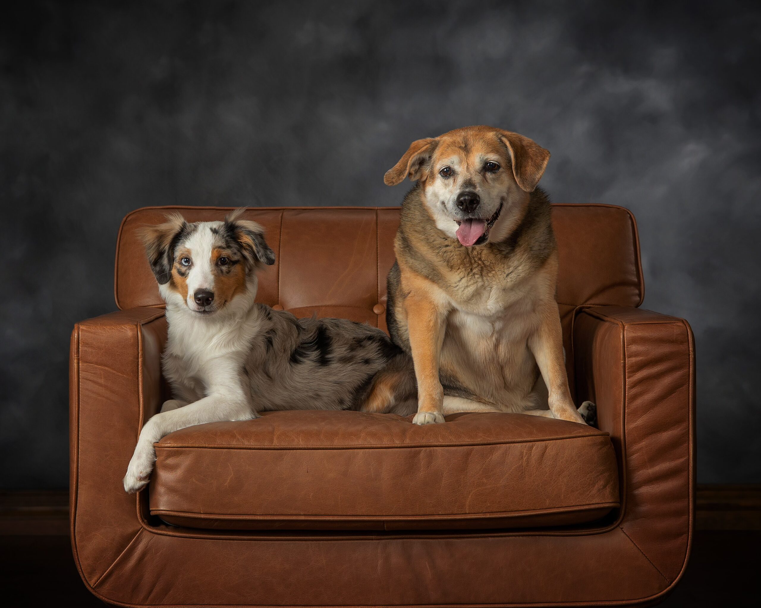 Formal photo of two dogs