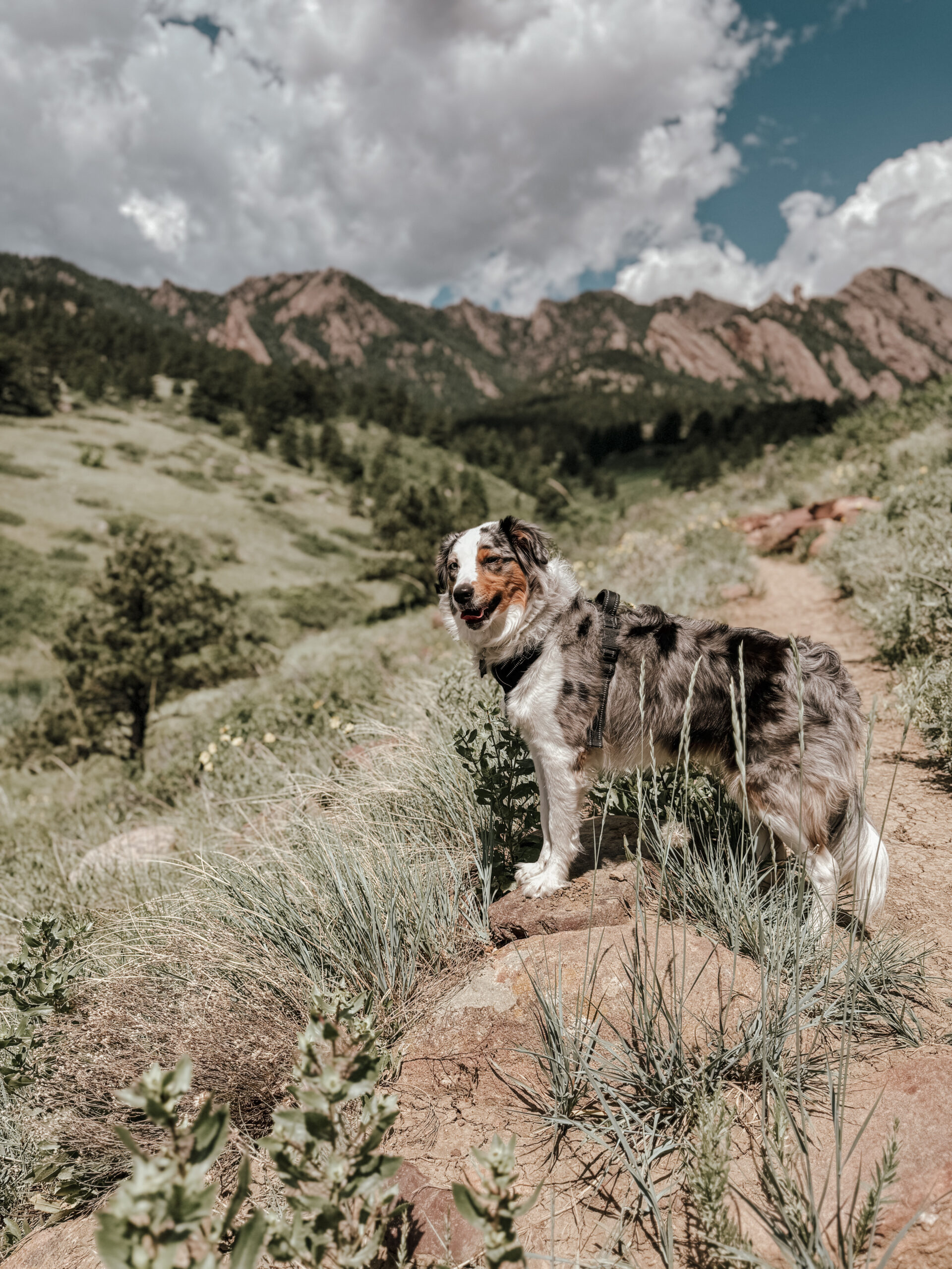 Image of a dog outside