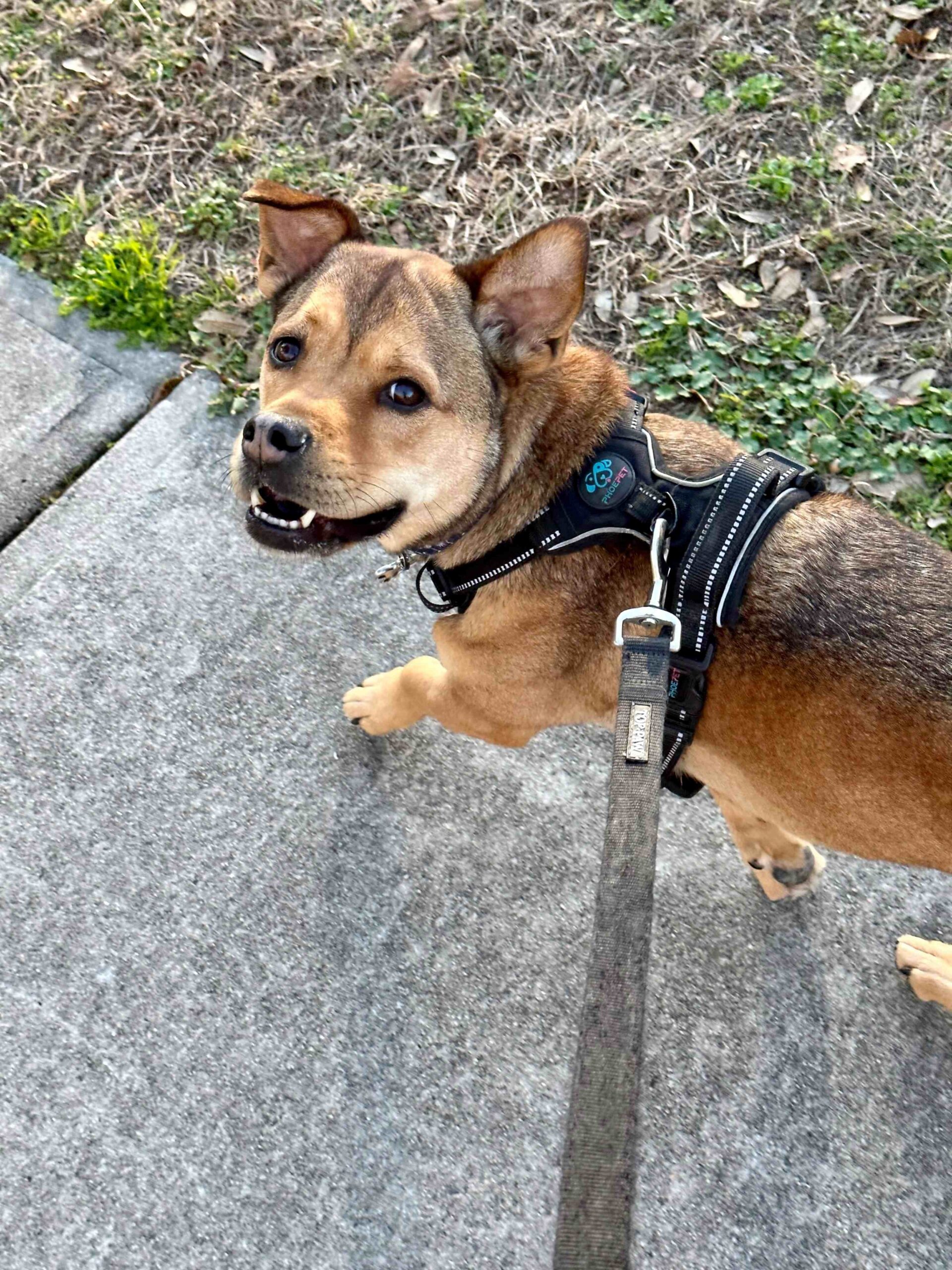 Dog