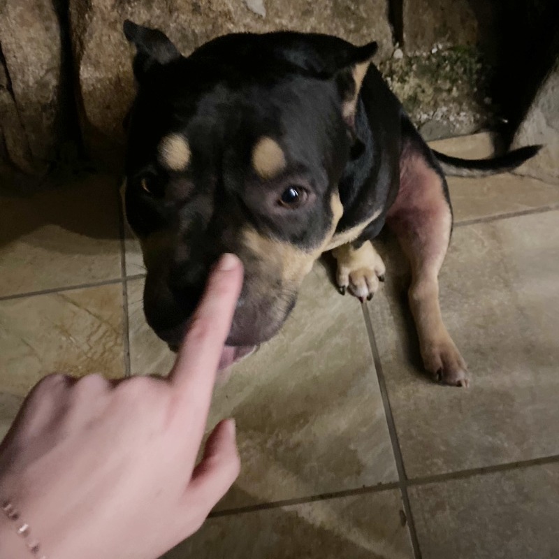 Jess van Schalkwyk's dog